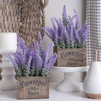lavender potted